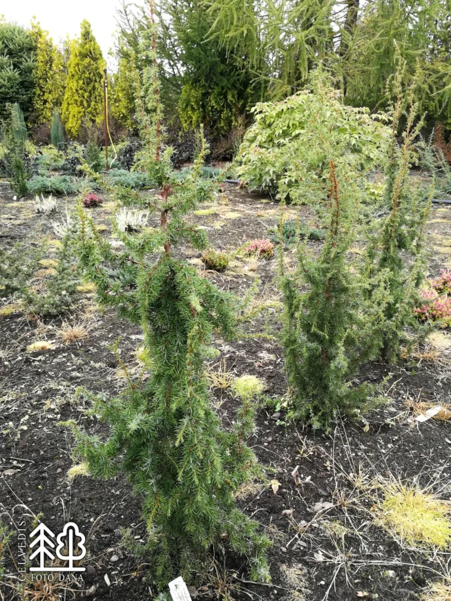 Juniperus communis   'Green Pencil'